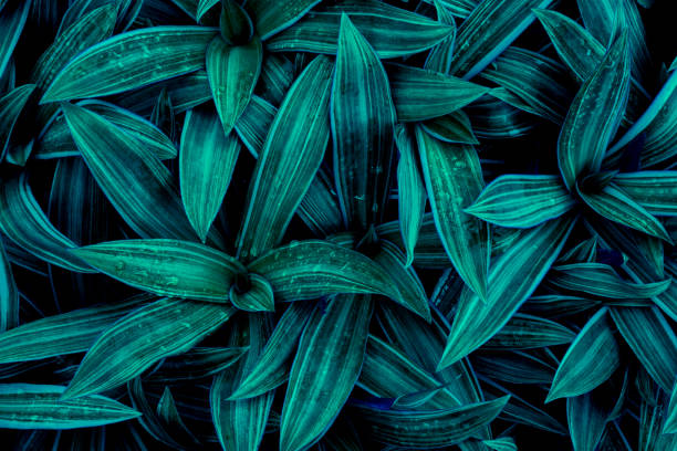 istock tropical leaves, abstract green leaf texture in garden, nature background 1423332396