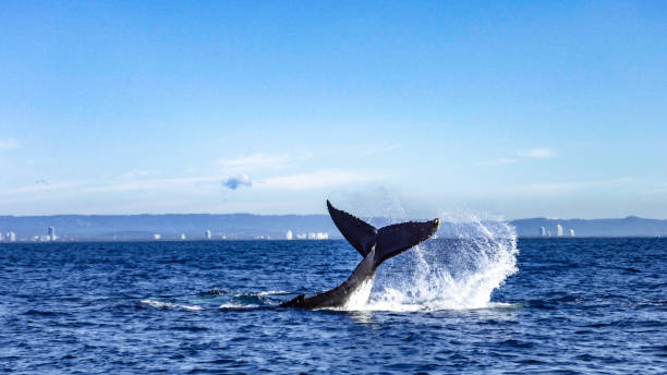 istock Fluke of a humbpack whale 1423332540