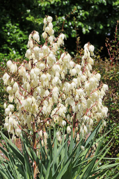 istock Yucca plant with white flowers 1423332597