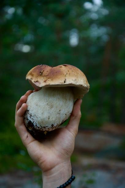 istock Perfect porcini mushroom 1423333165