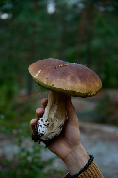 istock Monstrous porcini mushroom 1423333194