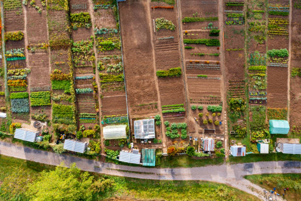 Des jardins de potager