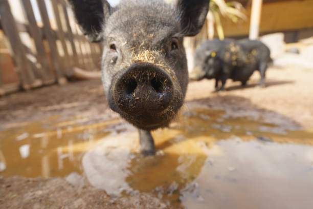 Cute black pig. Close up portrait.