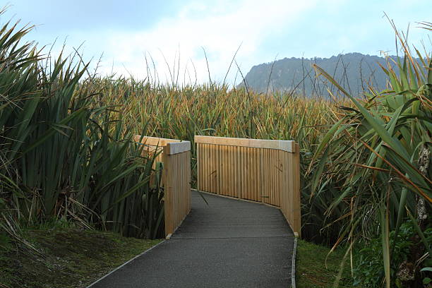 Boardwalk trail stock photo