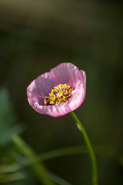 Photo taken in Lakatamia, Cyprus. Nikon D750 with Nikon 200mm macro lens