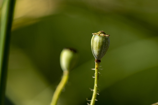 Photo taken in Lakatamia, Cyprus. Nikon D750 with Nikon 200mm macro lens