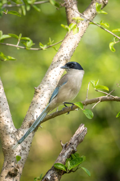 istock Close-up of a sitting, beautiful azure winged magpie 1423337779