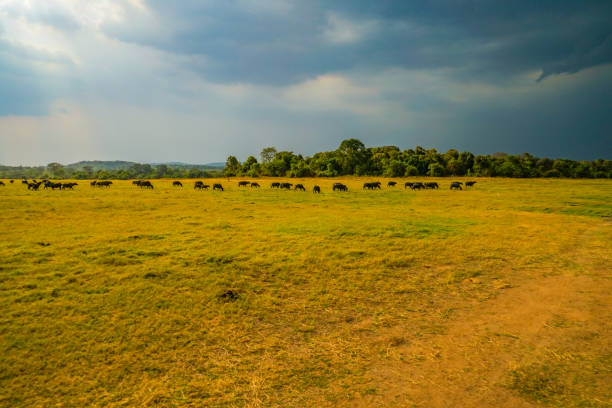 Large group of cattle in Minneriya National Park(Sri Lanka). Shooting Location: Sri Lanka, Candy
