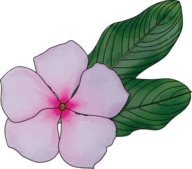 Vector illustration of Abstract line of Cape Periwinkle, Bringht Eye, Indian Periwinkle, Madagascar Periwinkle flower with leaf.