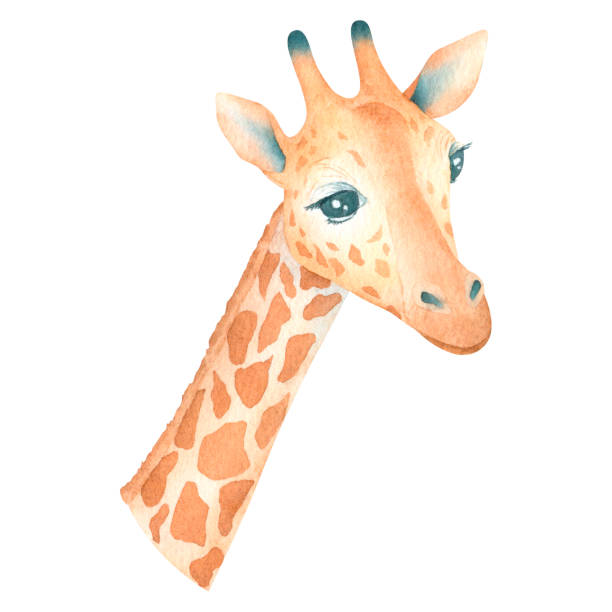istock Watercolor cute giraffe isolated on white background african animal hand drawn illustration 1423338219