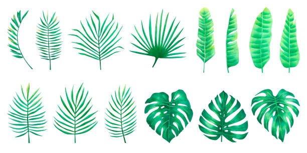 istock Watercolor set of palm monstera tropical leaves greenery elements for design isolated on white background 1423338272