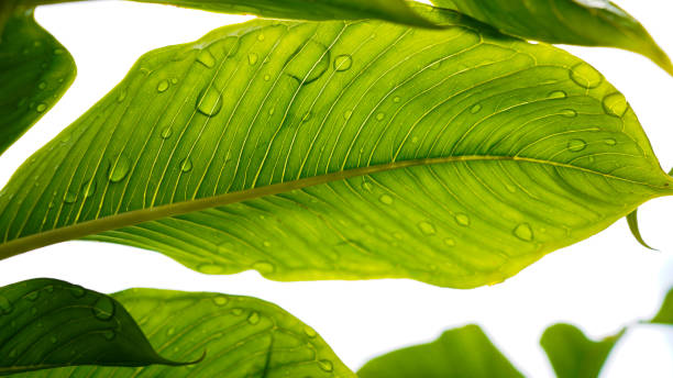istock Green leaf bones under the rays of the sun, Green leaf texture pattern. 1423339818