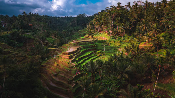 istock Beautiful rice terraces in Ubud, Bali, Indonesia 1423340364