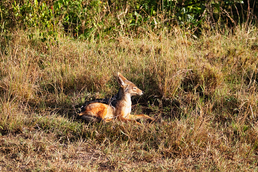 Photo of a black-backed jackal at the Aberdare National Park in Kenya.