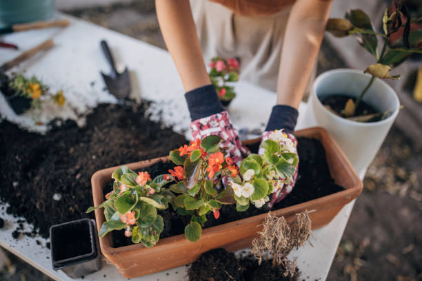 istock Woman repotting house plants 1423341857