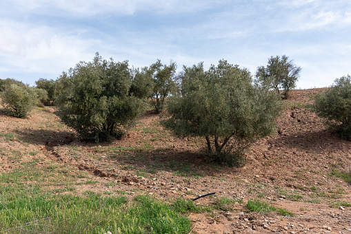 Olive tree cultivation in the south of spain, the almond trees have green leaves, there is green grass, there are stones, the sky is cloudy
