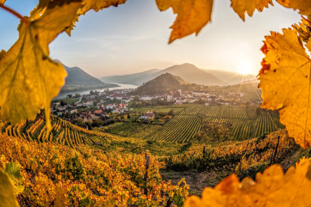 vignobles colorés dans la vallée de wachau contre le village de spitz avec le danube en autriche, unesco - danube valley danube river vineyard austria photos et images de collection