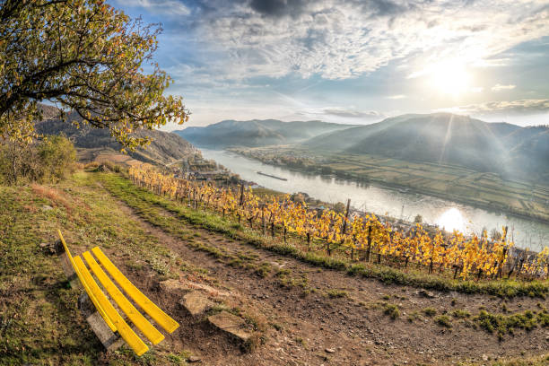 vignobles colorés dans la vallée de la wachau contre le village de spitz avec le danube en autriche, unesco - danube valley danube river vineyard austria photos et images de collection