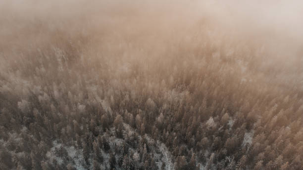 Aerial view of a Finnish coniferous forest covered with snow in the morning fog, illuminated by the orange light of the sunrise. Sotkamo area, kainu region, Finland. Scandinavian forests stock photo