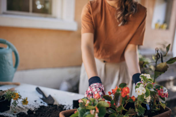 istock Young woman potting plants during weekend day at backyard 1423343303