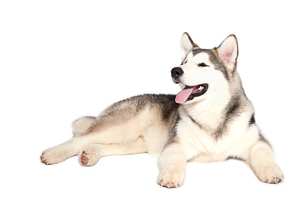 istock Five month old malamute puppy 142334343