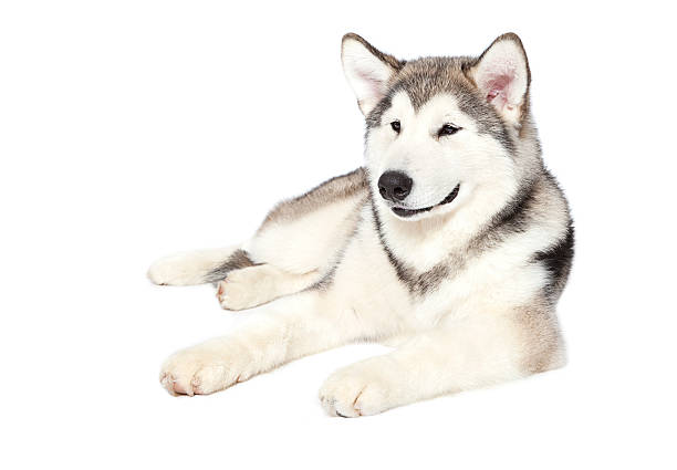 istock alaskan malamute puppy 142334344