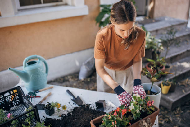istock Woman repotting house plants at backyard 1423344061