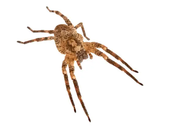 Nosferatu spider from the front on white background, macro