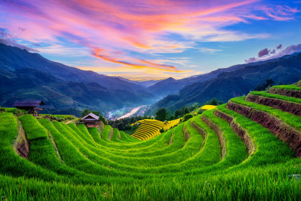 schöne reisterrassen bei sonnenuntergang in mu cang chai, vietnam. - vietnamesisch stock-fotos und bilder