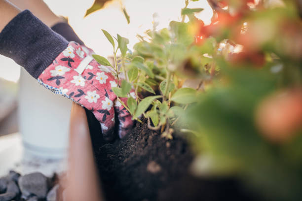 istock Woman planting house plants backyard 1423344624