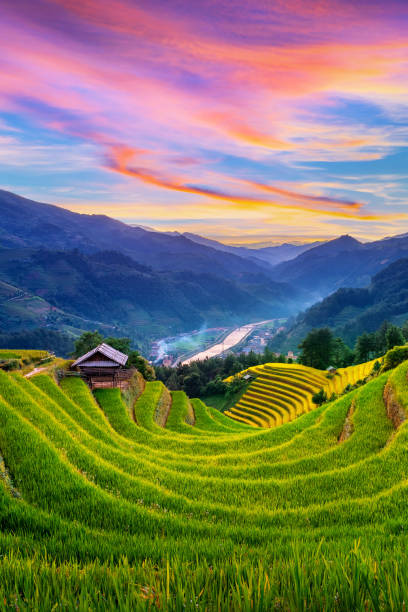 hermosas terrazas de arroz al atardecer en mu cang chai, vietnam. - bancal fotografías e imágenes de stock
