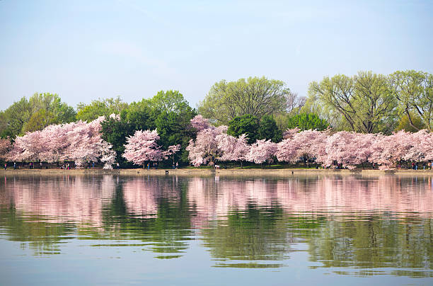 Cherry blossom at Tidal Basin with Jefferson Memorial in background, Washington DC, USA