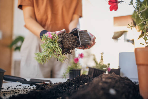 istock Woman planting house plants backyard 1423345876