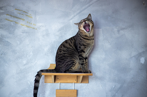 cat giving a big yawn