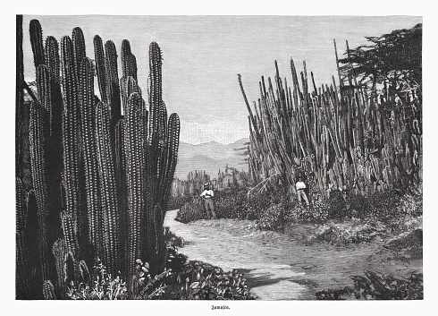 A cactus forest in Jamaica. Wood engraving, published  in 1885.