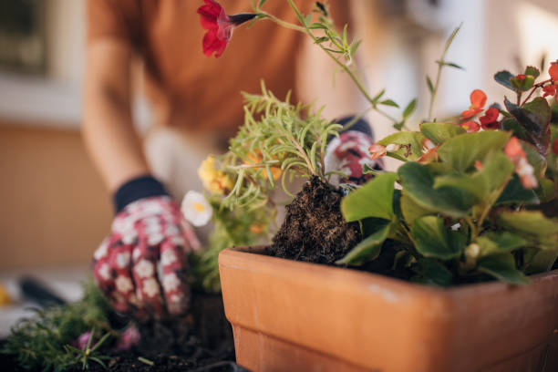 istock Young woman potting plants during weekend day at backyard 1423347903
