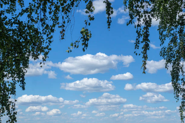 Blue sky and white clouds framed by tree branches with green foliage.