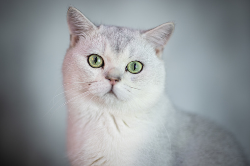 Siamese cat sitting on a white background