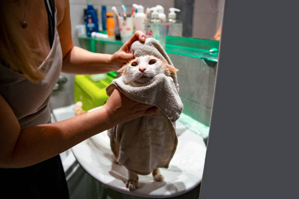 istock Cleaning a domestic cat 1423351495