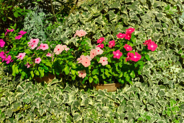 Residential gardening. Flowers and ivy.