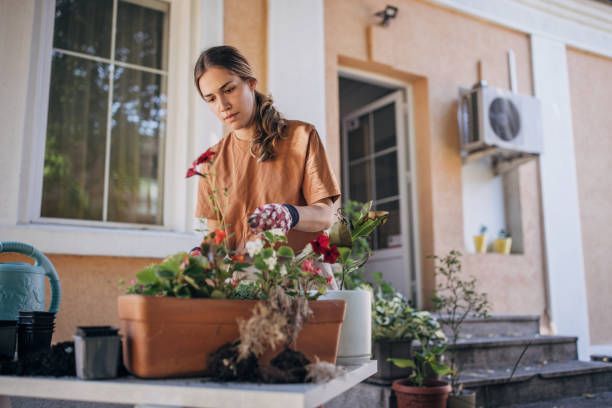 istock Woman planting house plants backyard 1423352632