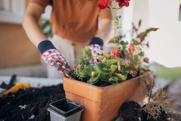istock Woman planting house plants backyard 1423354322