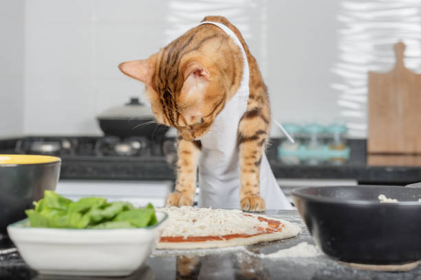 istock A cat dressed as a chef prepares pizza in the kitchen. 1423354860