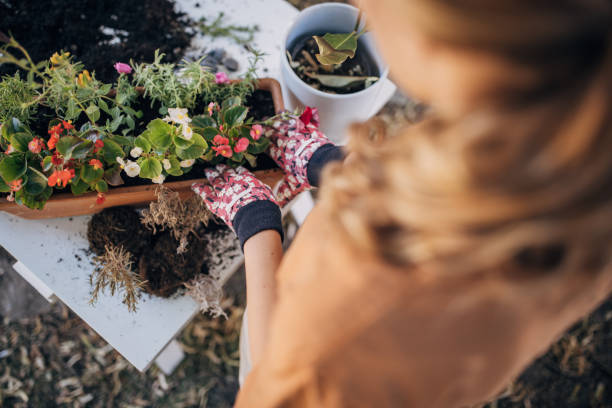 istock Woman repotting house plants at backyard 1423355522