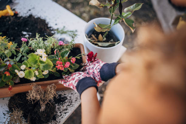 istock Woman repotting house plants at backyard 1423356284