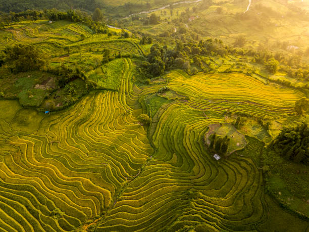 "The Pa" terraces valley in afternoon sunshine The Pa is the beautiful terraces valley in Y Ty,  Bat Xat district,  Lao Cai province,  Vietnam.  When you visit here in the harvesting season,  you can see the beautiful landscape with the waves of rice rice paddy photos stock pictures, royalty-free photos & images