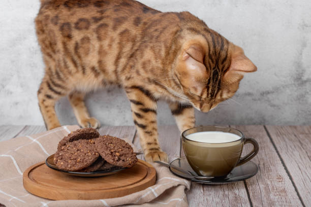 bengal cat, a cup of milk and cookies on a wooden table. - domestic cat towel pets animal imagens e fotografias de stock