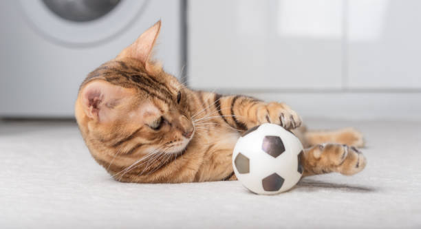 istock Bengal cat plays with a ball on the floor. 1423356649