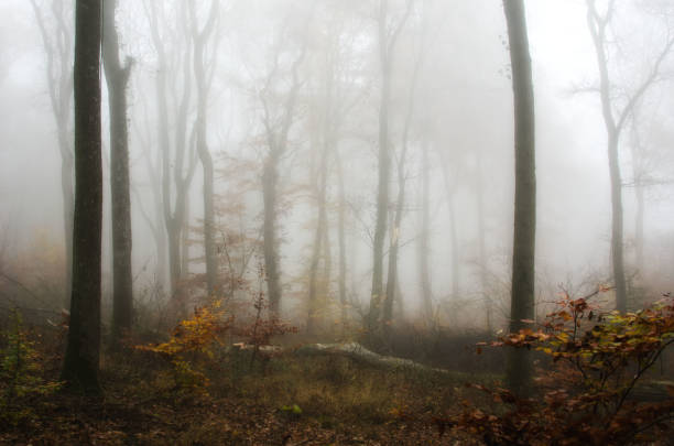 mist in the autumn forest