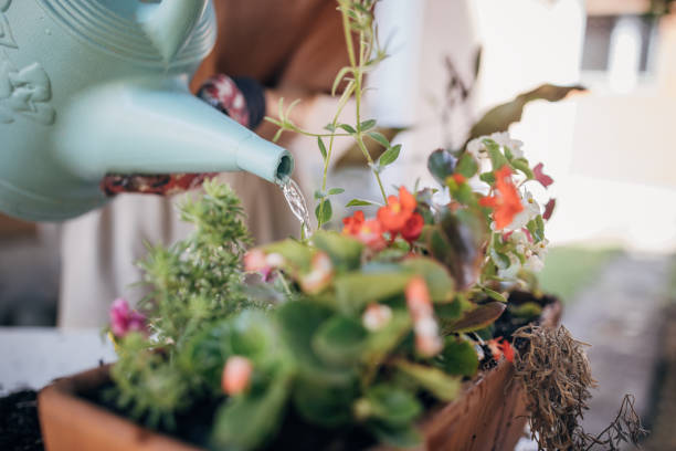istock Woman nurturing plants in backyard 1423356812
